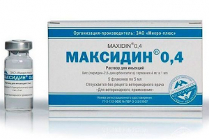 Как да използвате правилно максидин за котки?